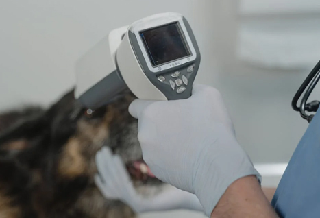 Veterinarska stanica