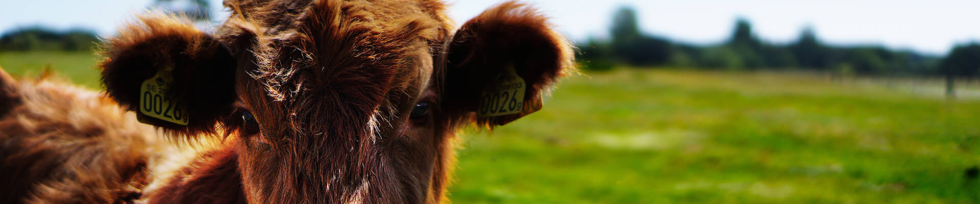 Veterinarska stanica